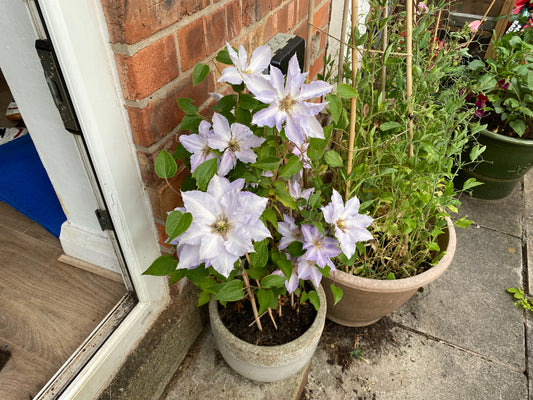 clematis on a fence