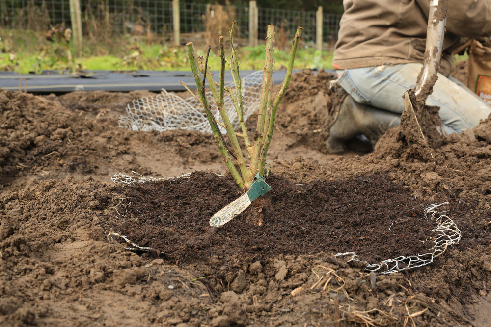 Uncovering the Wonders of Bare Root Plants!