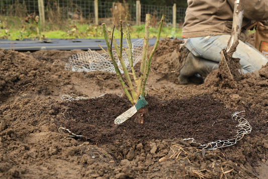 Uncovering the Wonders of Bare Root Plants!