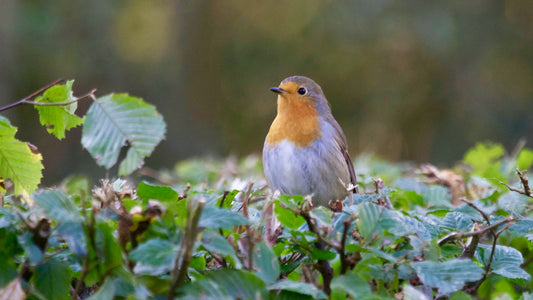 Creating a Bird-Friendly Garden: Plants that Attract Birds