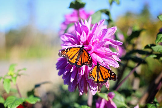 Butterflies pollinating