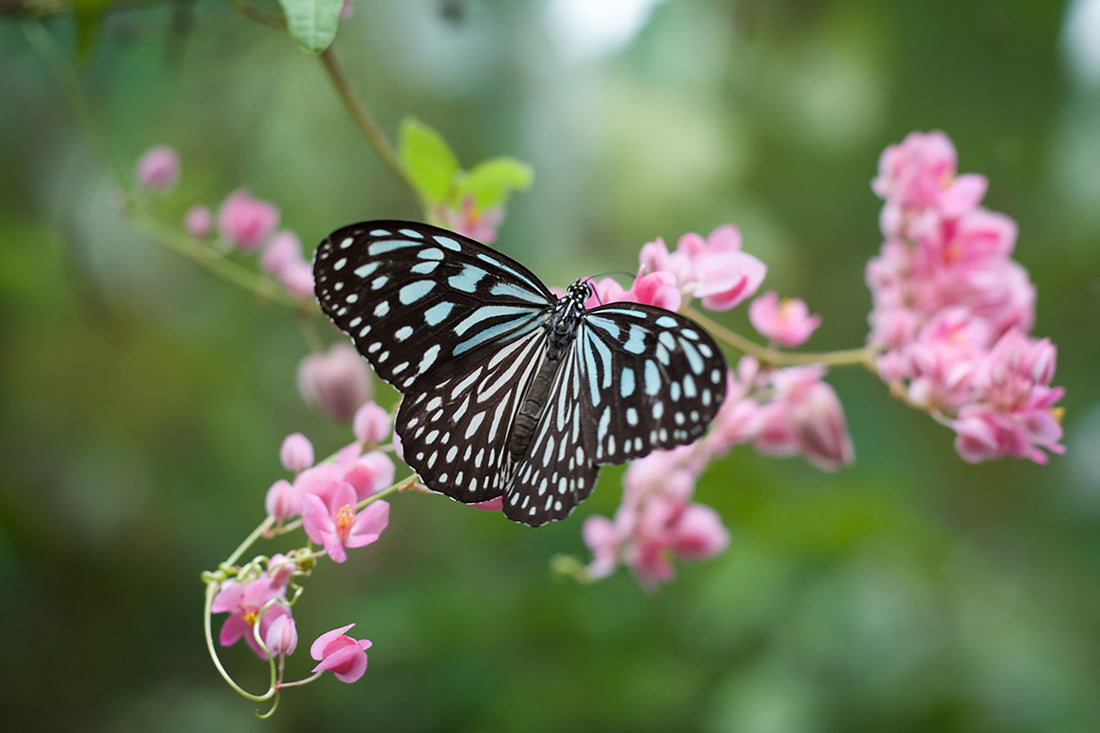 The Best Plants for Butterflies – Create a Beautiful Garden Haven for Them!