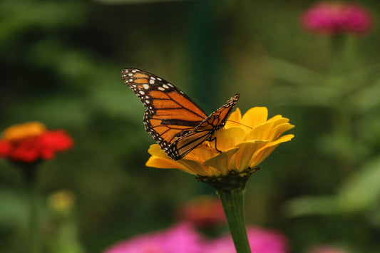 Butterfly on a flower