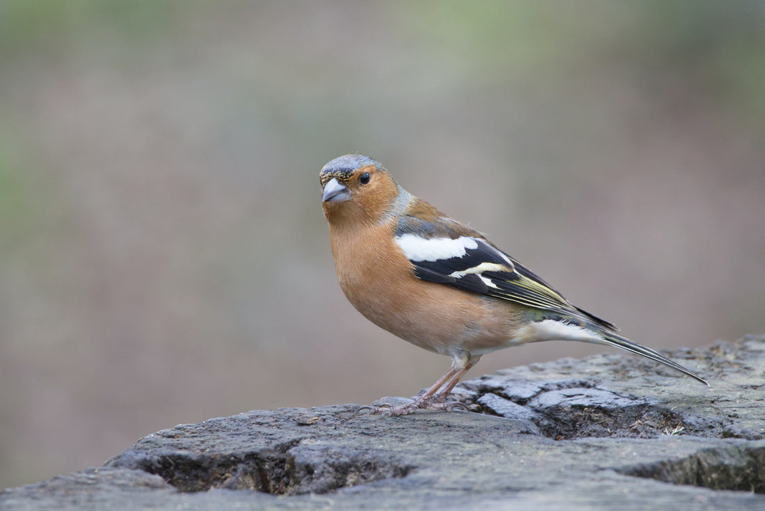 Chaffinch