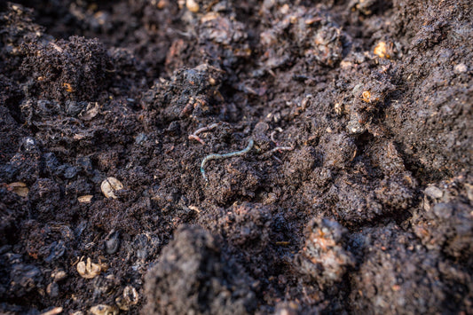 Why You Should Switch to Peat Free Compost