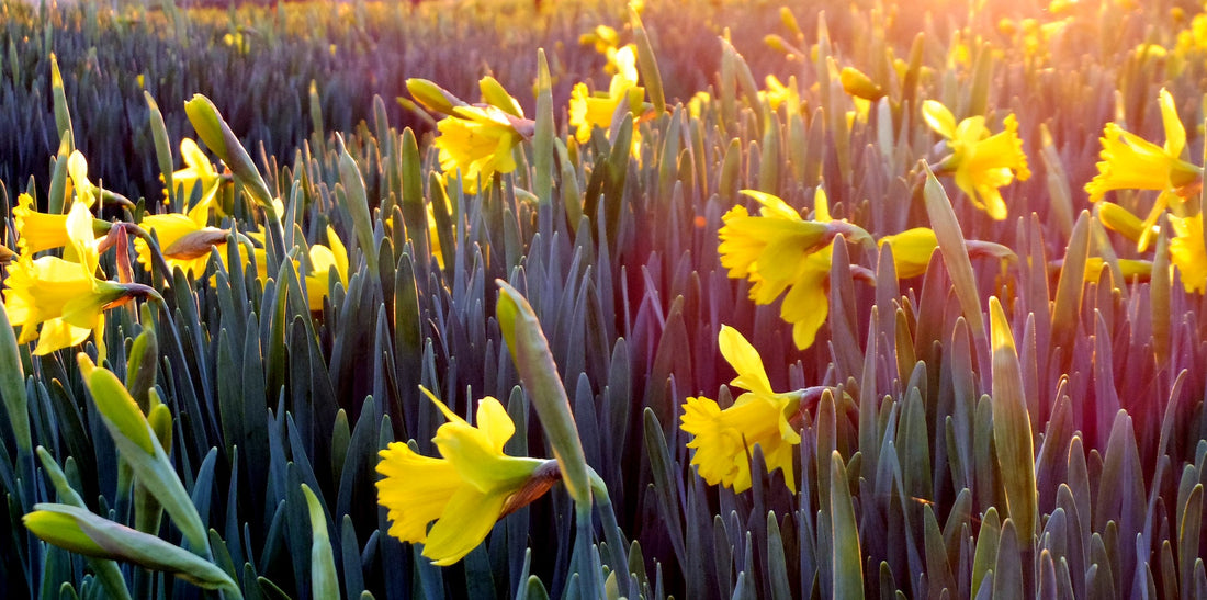 Daffodils in a field in the UK