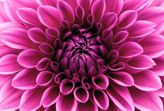 Dahlia