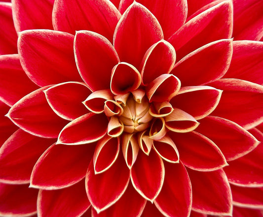 dahlia