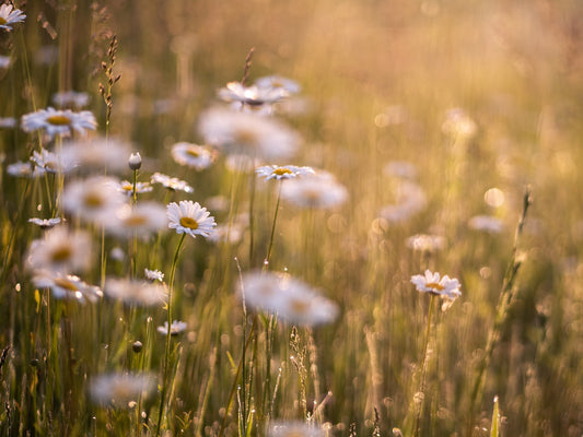 Daisies