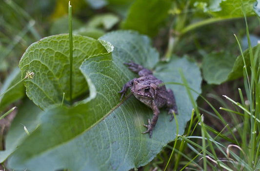 Jump For Joy: Discover the Best Frog Friendly Plants!