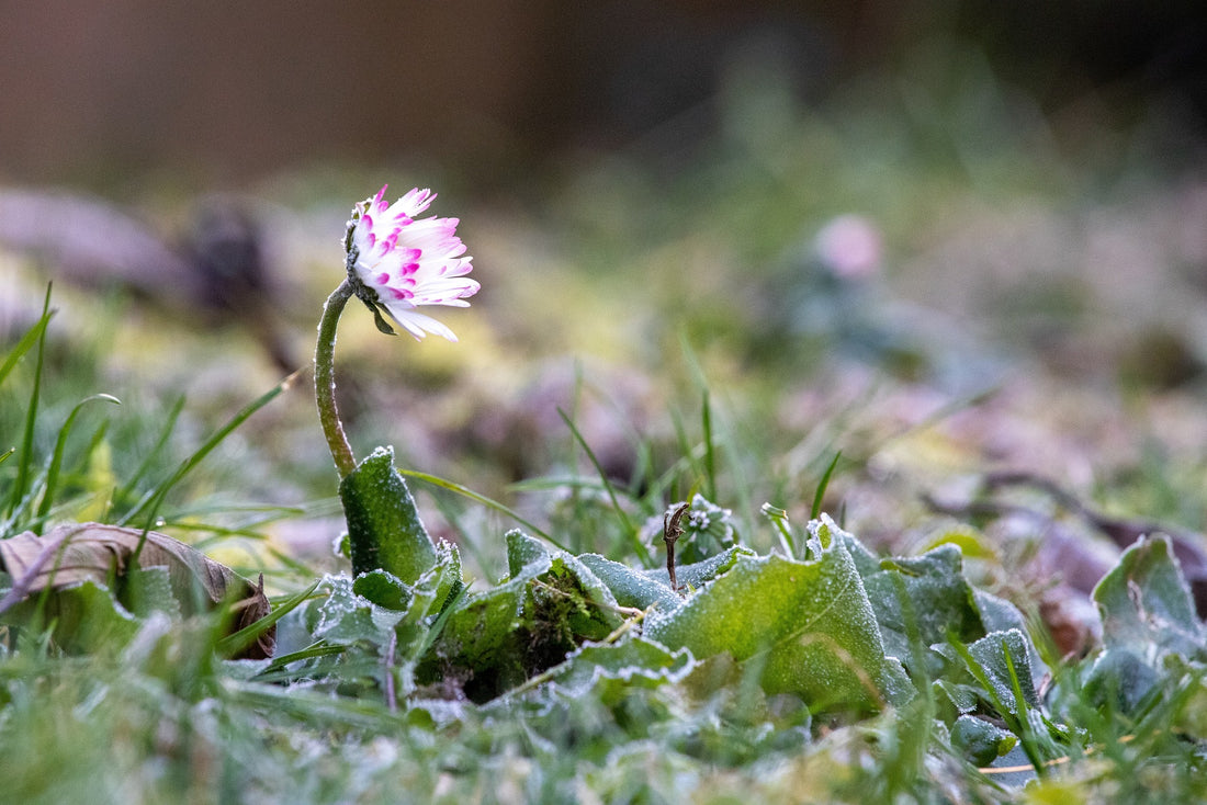 How To Transform Your Garden After A Bad Winter