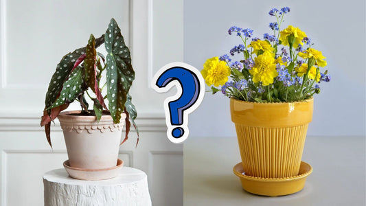 Which are Better Glazed or Unglazed Plant Pots?