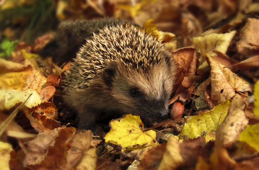 Hedgehog surrounded by leaves