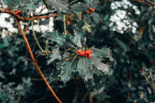 Survive Winter in Style: The Best Outdoor Plants for the UK!