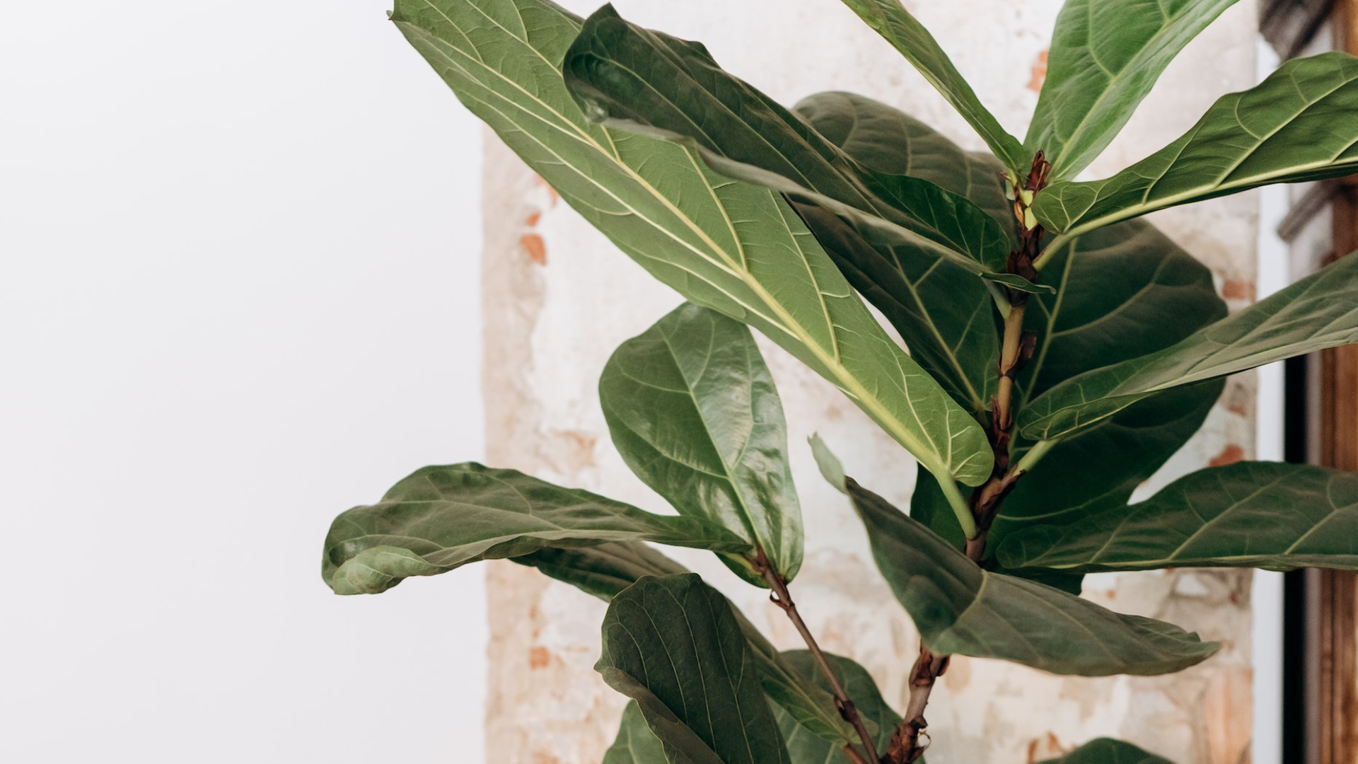 How To Grow Fiddle-Leaf Fig – Hutton's Home & Garden