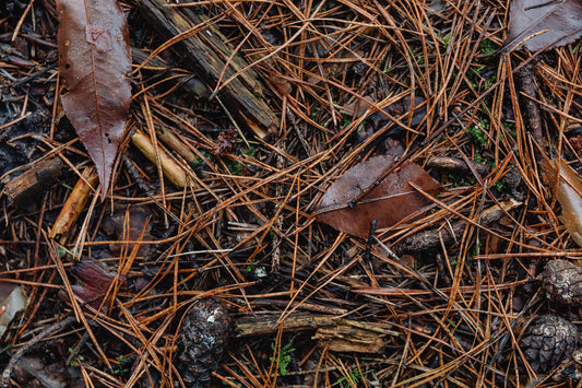 What is Humus In Your Soil?