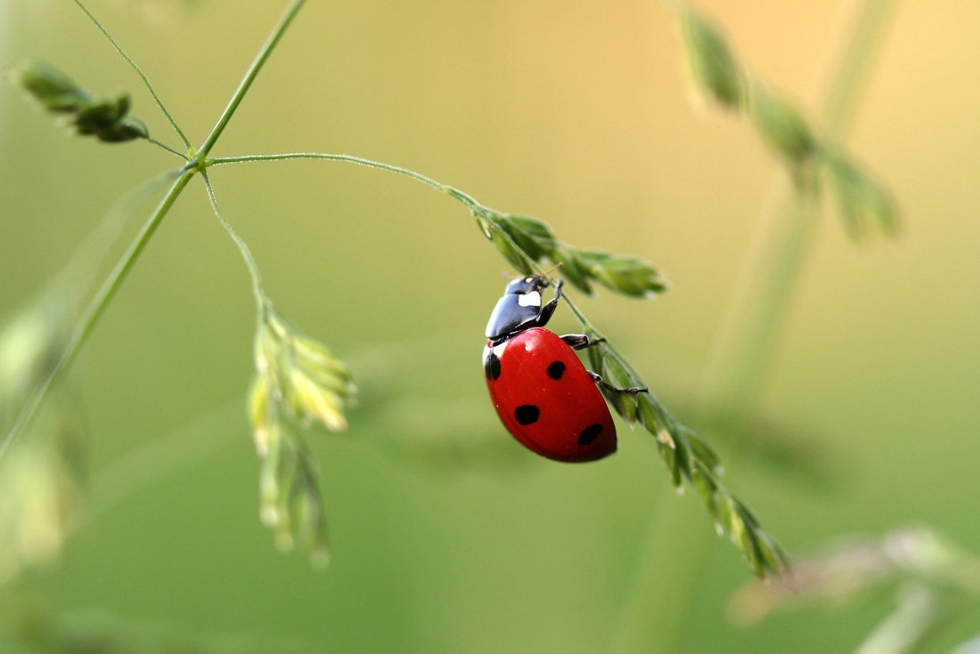 Attract Ladybugs to Your Garden: Create a Ladybug Paradise!