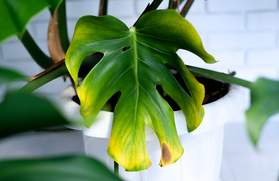 leaves turning yellow