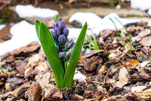 What is Mulching?