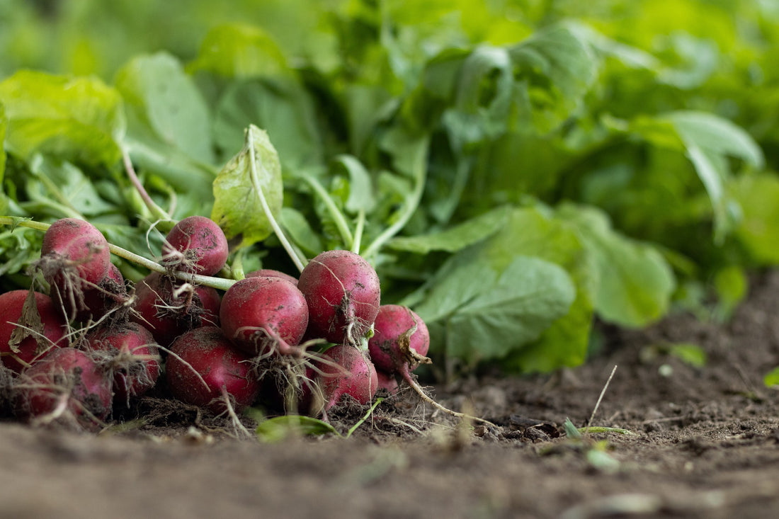 How To Start A Vegetable Garden