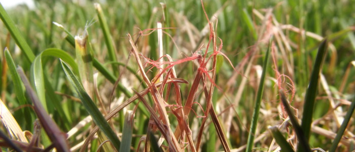 Red Thread in grass