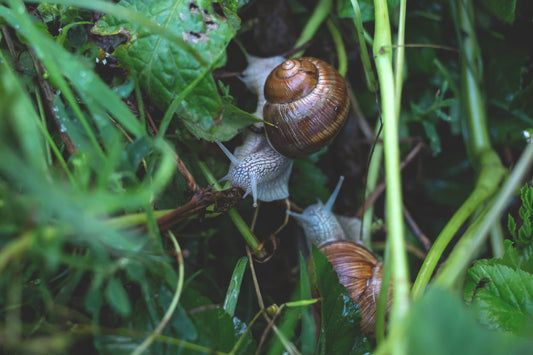 snails in garden