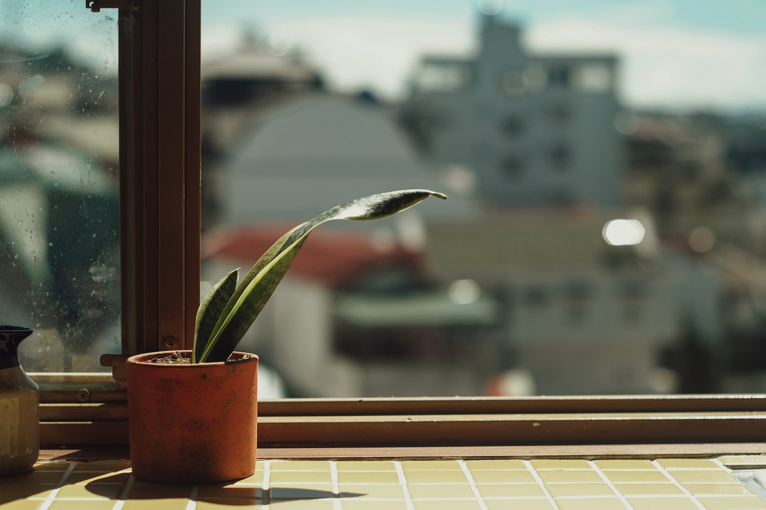 Snake Plant on a window ledge