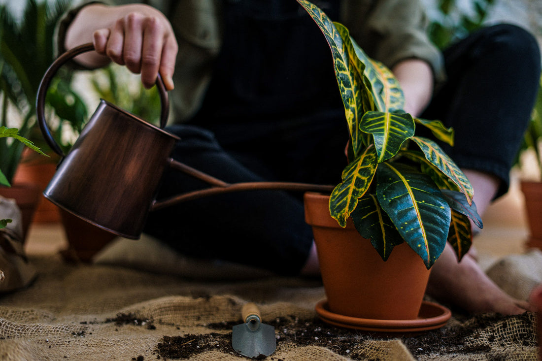 Watering can pouring Compost Tea onto a plant