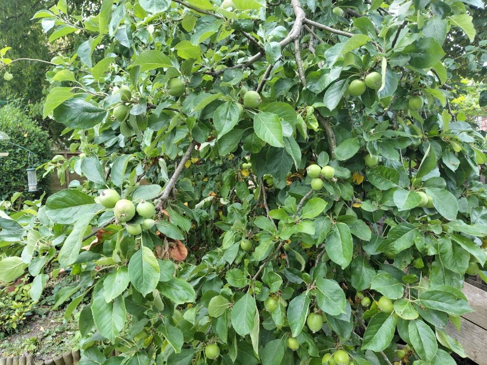 apple tree