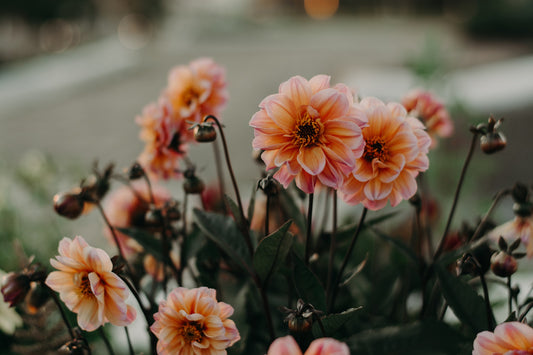 dahlia tubers