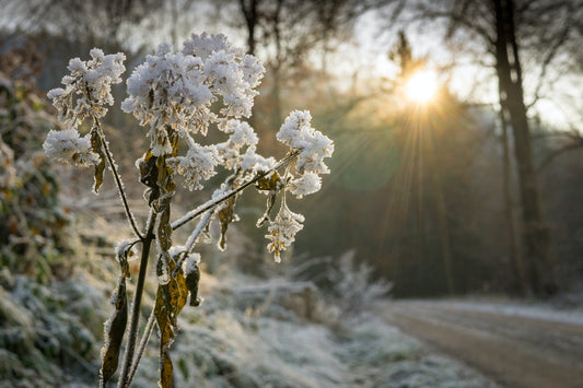 plant with snow on it