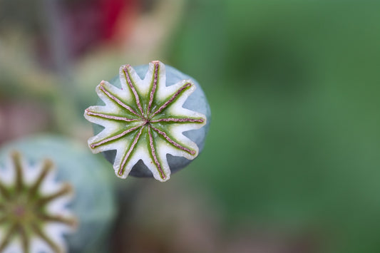 poppy seeds