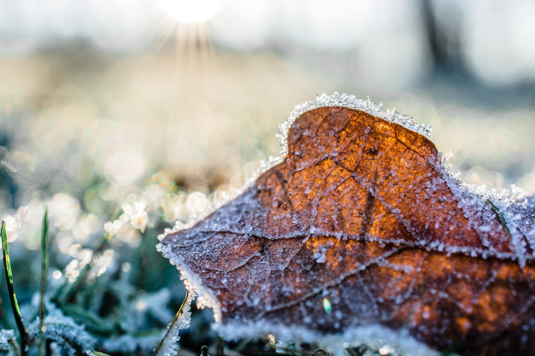 snow on grass