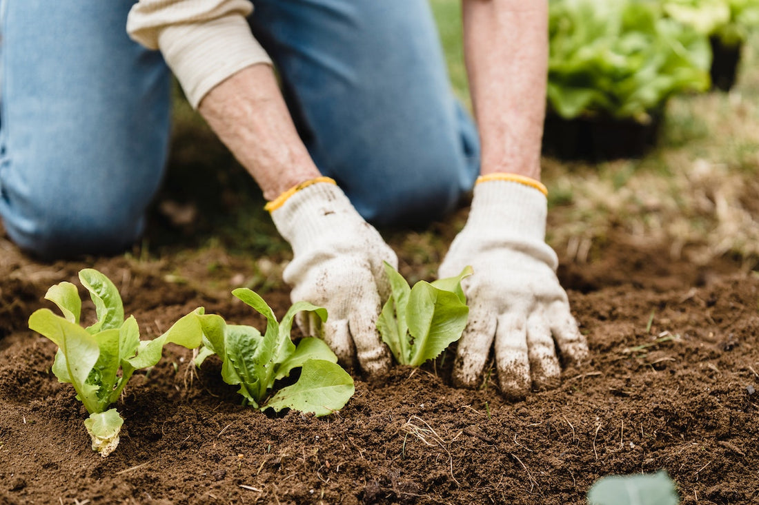 vegetable patch