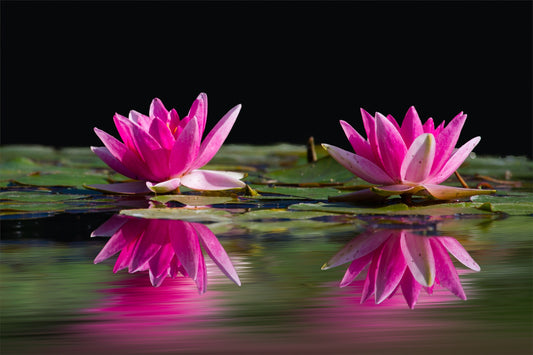 water lillies