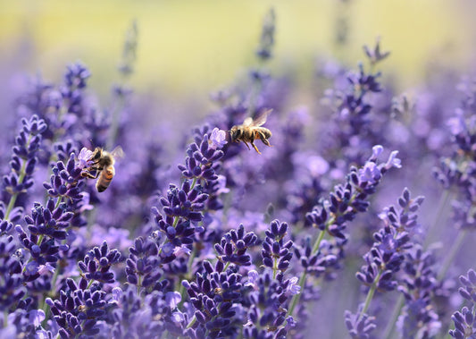 Buzz-Worthy Blooms: Discover the Best Flowers to Attract Bees!